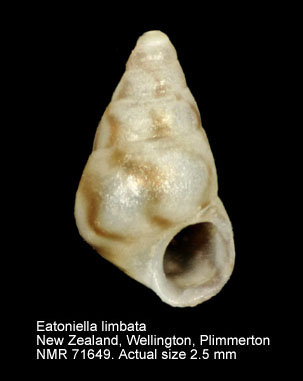 Eatoniella limbata.jpg - Eatoniella limbata(Hutton,1883)